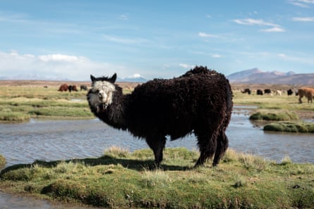 A shaggy black llama grazing on a tussock while standing on a hummock by a