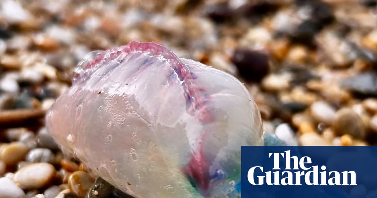 Diario de campo: Una fragata portuguesa muerta sigue siendo peligrosa