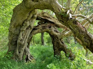 The Portal Tree, Loanhead