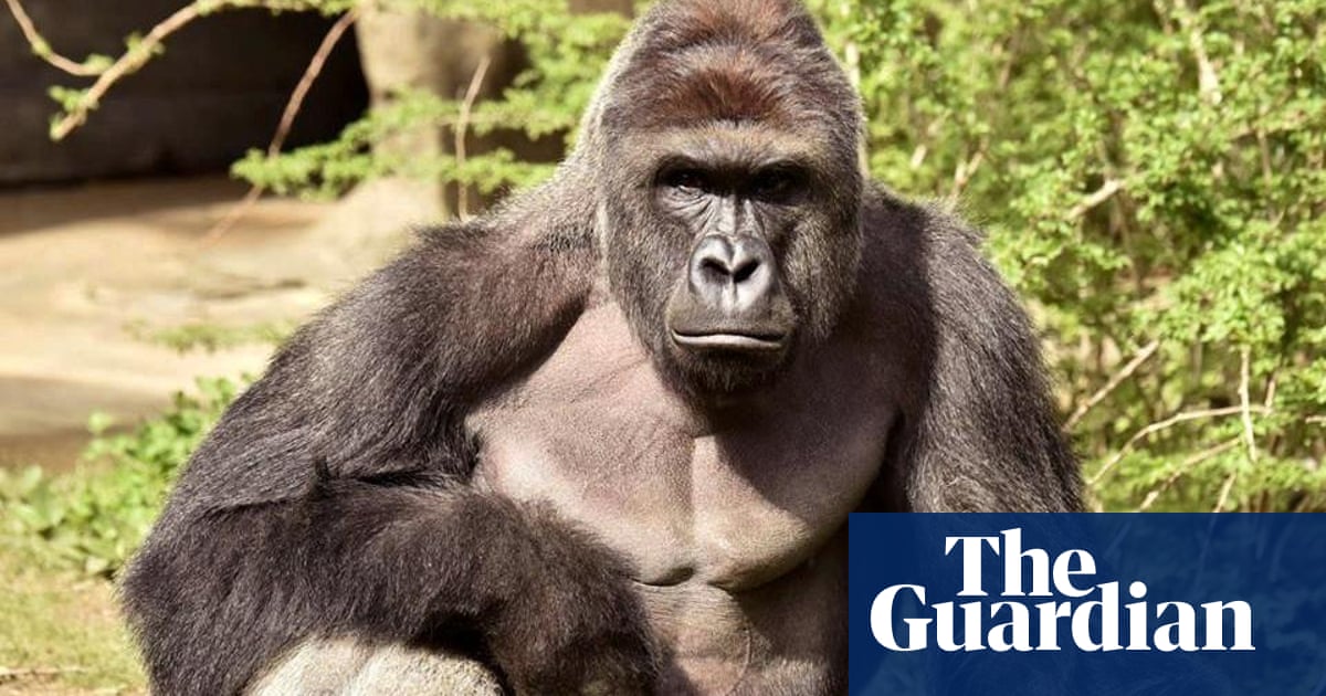 harambe the gorilla whose