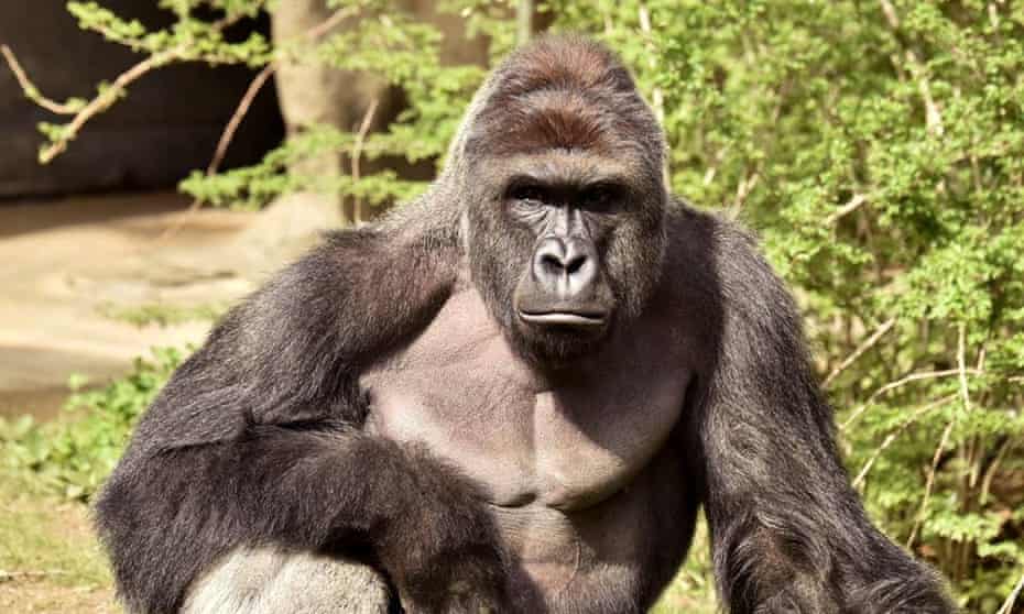Cincinnati Zoo Boss Internet Jokes About Harambe Are Upsetting Grieving Staff Ohio The Guardian