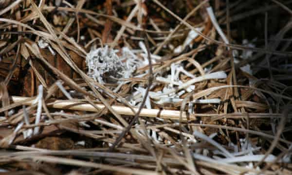 Unlike many other owl species that prey upon small mammals, owl pellets regurgitated by fish owls have no fur to keep them intact. Here, fish and frog bones litter the forest floor under a fish owl roost tree.