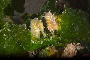 Cavalos-marinhos nas profundezas do Mar de Mármara, na Baía de Izmit, na província de Kocaeli, Turquia