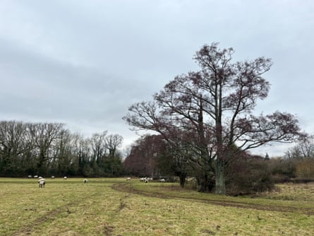 Alder trees in Hurstpierpoint, West Sussex.