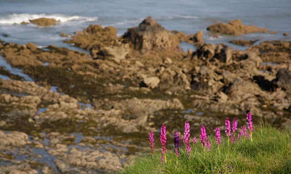 Southern marsh orchids (Dactylorhiza praetermissa) on the edge of North Devon cliffs.