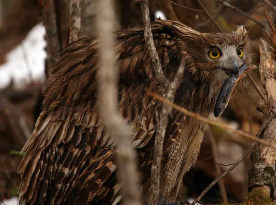 An adult Blakiston’s fish owl with a dolly varden trout.