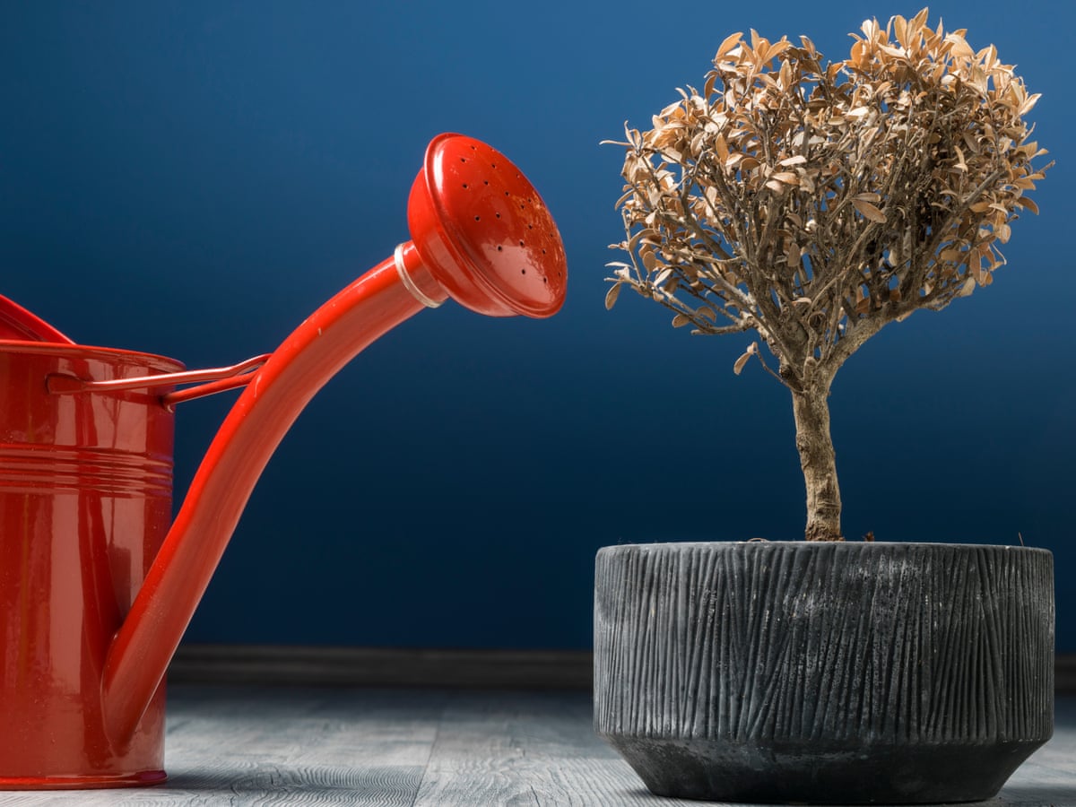 How to rescue your houseplants from overwatering | Gardening advice | The Guardian