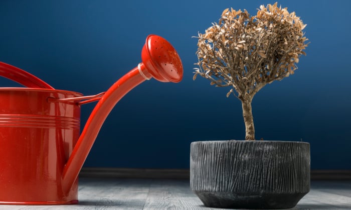 How To Rescue Your Houseplants From Overwatering Life And Style