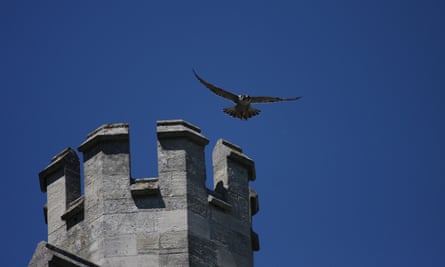 Peregrine above Chichester cathedral