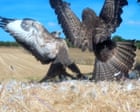 Observing Family Dynamics of Buzzards on a Norfolk Farm