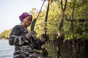 A woman in a headscarf and gloves uses a thick-bladed knife to hack oysters off the mangrove roots in more open water