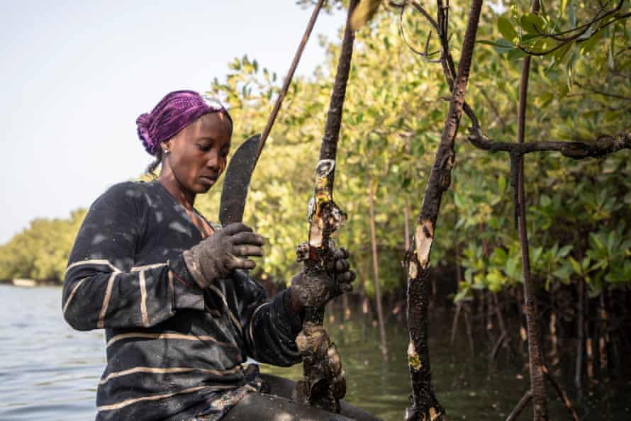 A woman in a headscarf and gloves uses a thick-bladed knife to hack oysters off the mangrove roots in more open water