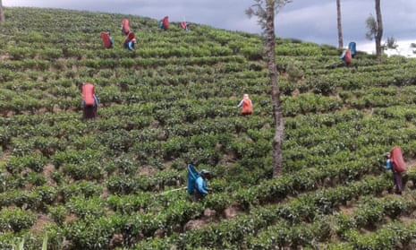 Tea plantation workers in Sri Lanka