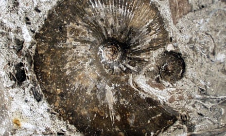 Ammonite shell fossil in rock.