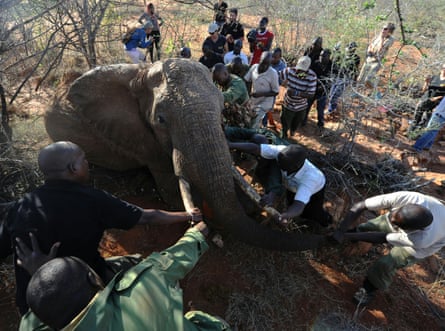Experts from Kenya Wildlife Services and Save the Elephants reposition one of the 10 elephants chosen to be sedated and fitted with radio collars near the route of the Standard Gauge Railway in Tsavo East National Park.