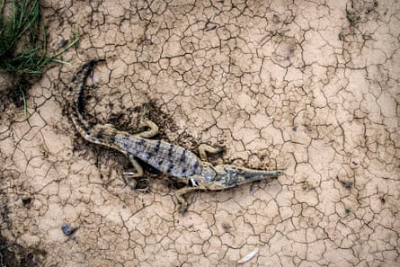 A dead crocodile in the Fitzroy River at the end of the dry season