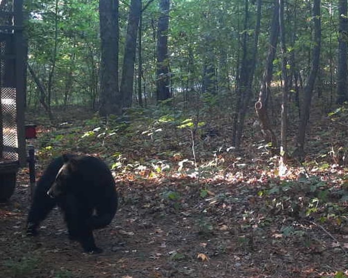 Black bear who killed camper in Arkansas shot dead by officials