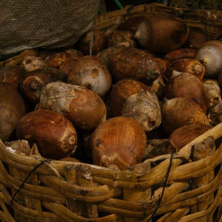 A basket full of babaçu coconuts.