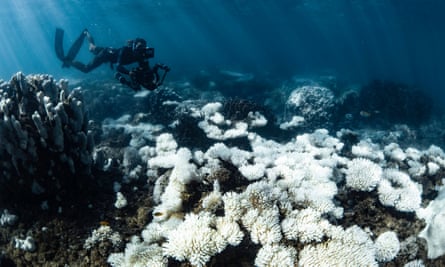 bleached coral