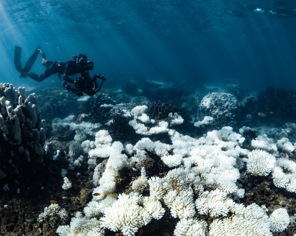 World's oceans fail key health check as acidity crosses critical threshold for marine life | Ocean acidification | The Guardian World's oceans fail key health check as acidity crosses critical threshold for marine life | Ocean acidification | The Guardian