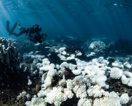 A scuba diver alongside extensive coral bleaching at Ningaloo Reef in Australia in February 2025