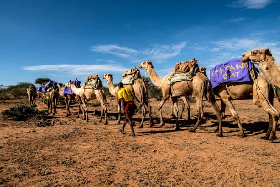 The camel caravan makes its way to hard-to-reach areas.