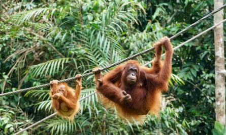 Mother and baby orangutans at Semenggoh Wildlife Centre.