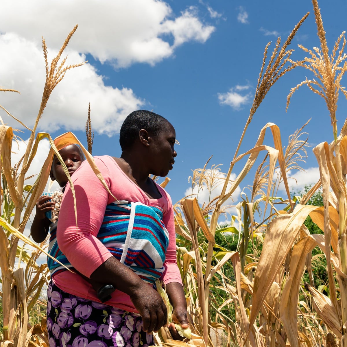 Download Zimbabwe On Verge Of Manmade Starvation Warns Un Envoy Food For iPhone Free Get Wallpaper Zimbabwe On Verge Of Manmade Starvation Warns Un Envoy Food For Free