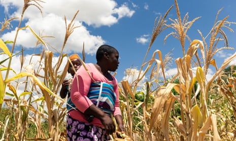 Future Nyamukondiwa inspects a stunted cob in her dry maize field in Mutok, Zimbabwe