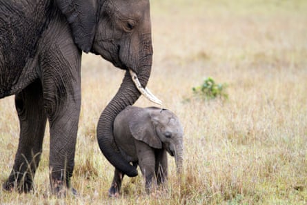 Elephant with baby in Masai Mara, Kenya