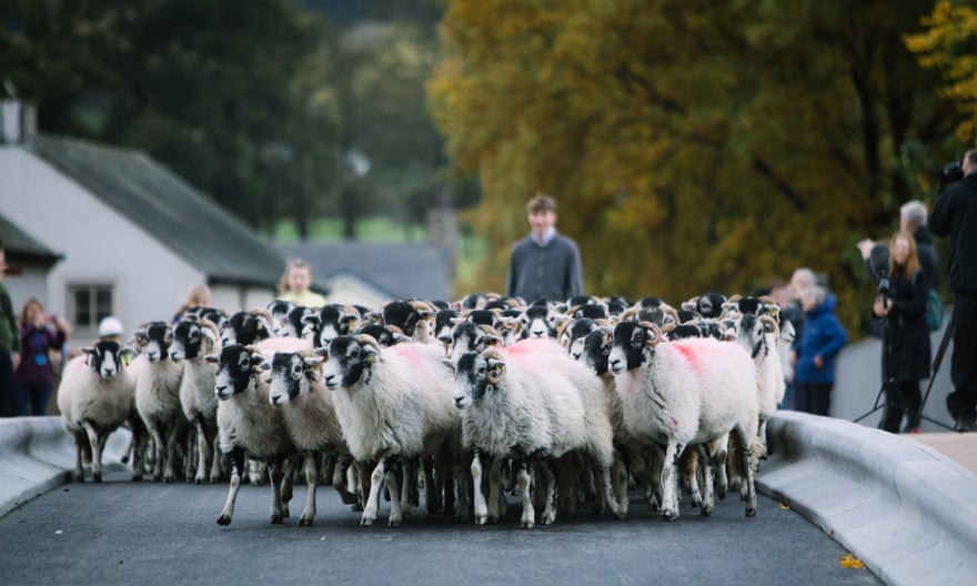 Tradition … sheep are herded across the new Pooley bridge at its ceremonial reopening.