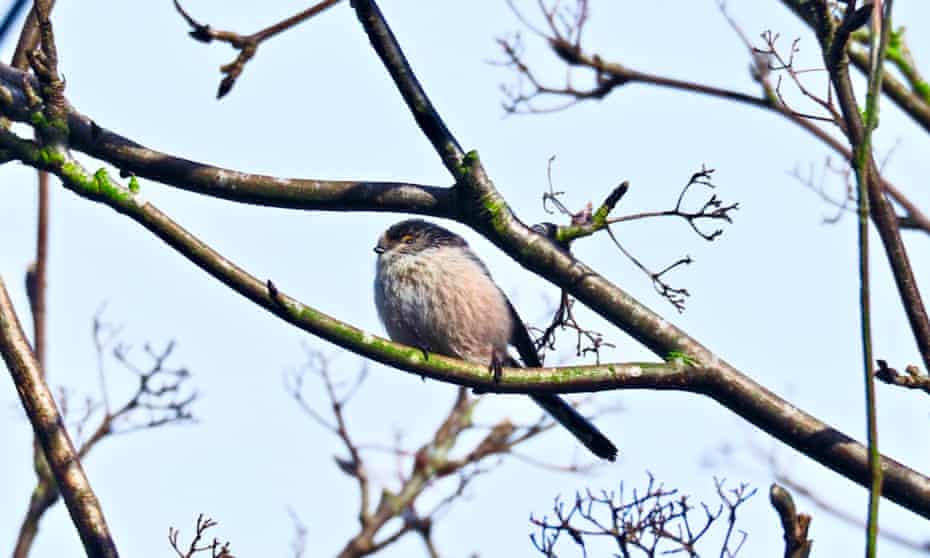 Long-tailed tit in a rowan tree.