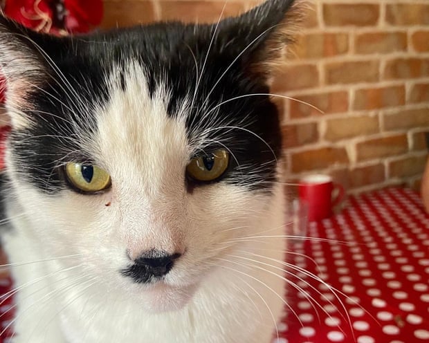 A cat called Charlie