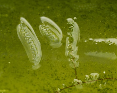 Three stacks of tiny translucent eggs in green water, resembling peas in a pod