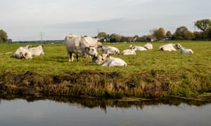 In the Netherlands a number of cases have been brought against cattle traders and slaughterhouses for transporting and offering sick cattle for slaughter.