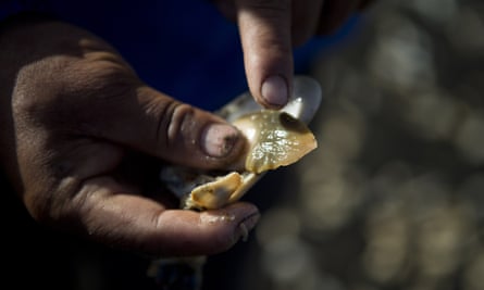 A fisherman inspects shellfish where the government has declared an emergency zone as it deals with the toxic red tide.