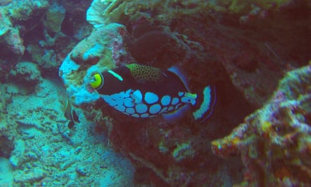 A harlequin clownfish.