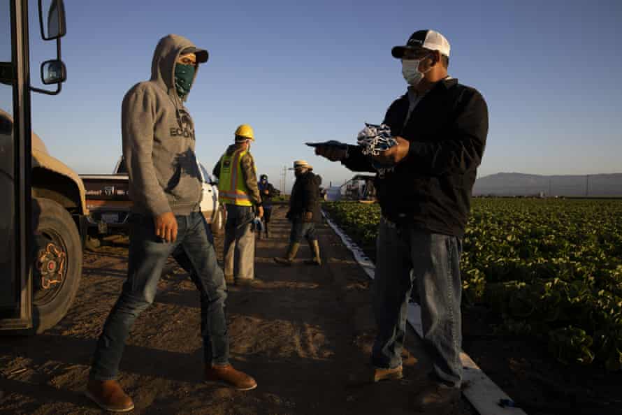 Farmworkers are given masks before harvesting a field in Greenfield, California.