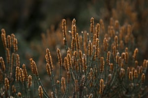 Allocasuarina monilifera.