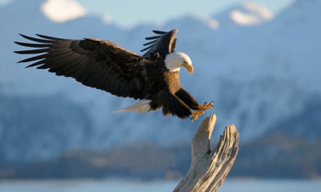 A bald eagle lands on a branch in Kachemak Bay State Park, Kenai Peninsula, Alaska.