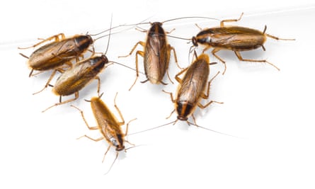 A group of Blattella germanica german cockroaches, with dark brown bodies, long antennae and darker brown heads, sits in a grouping on a white background.