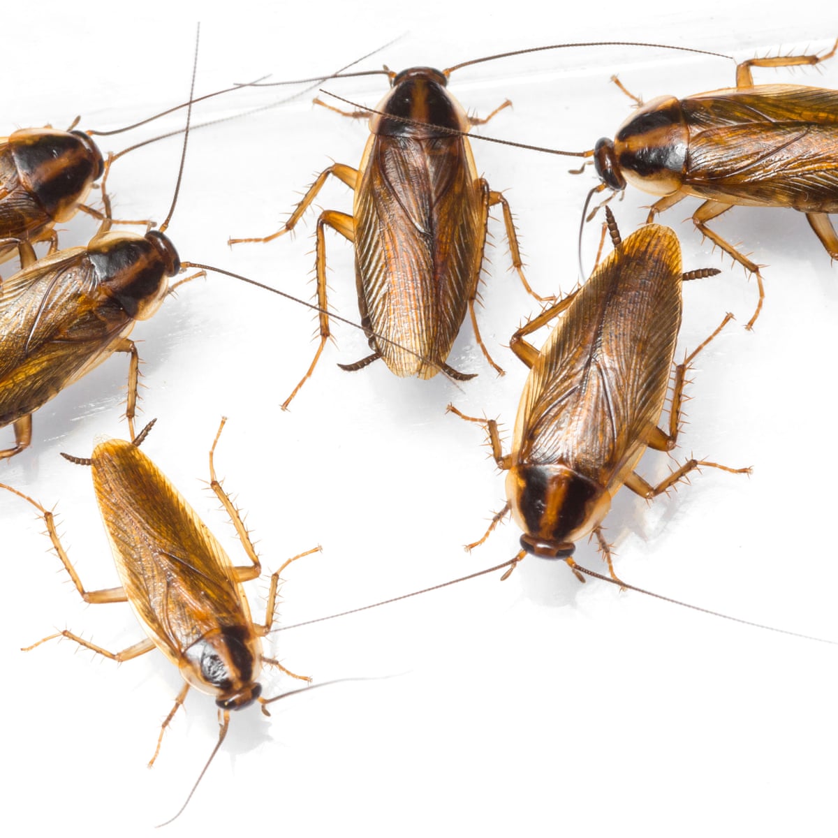 Cockroaches could soon be almost impossible to kill with ...
