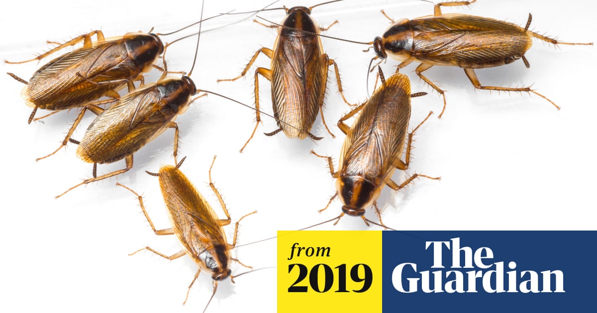 Gallery Iron Mantis Pest Control