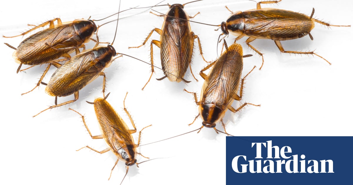 Coffee Bug Could Your Machine Get Infested With Cockroaches Money The Guardian