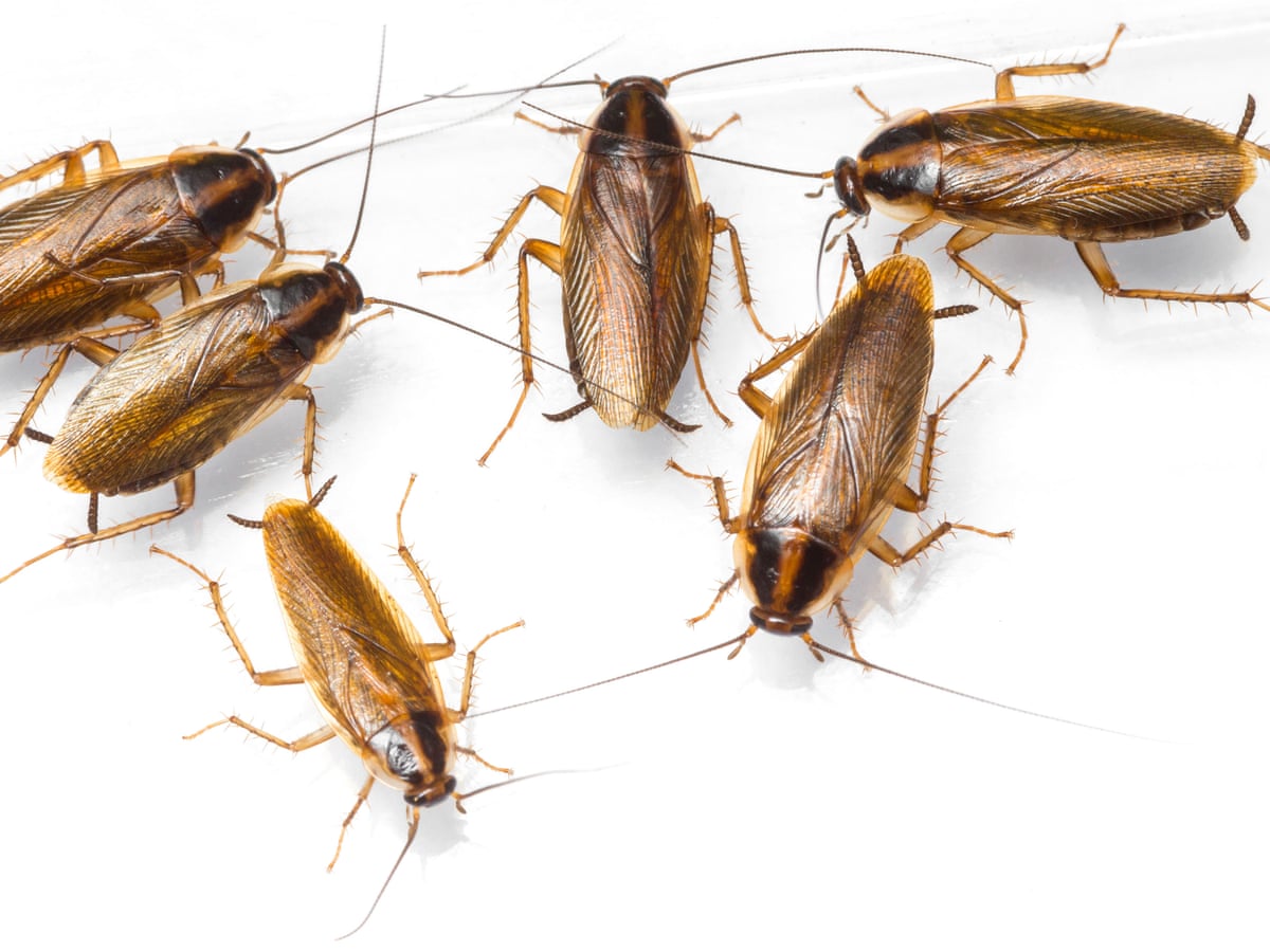 Cockroaches could soon be almost impossible to kill with ...