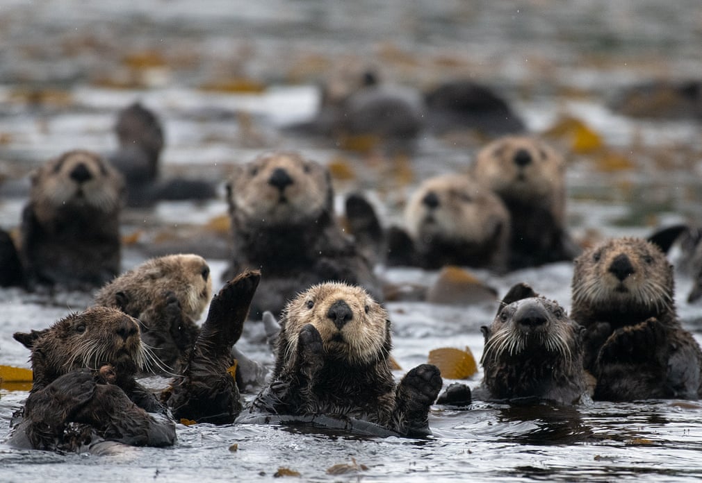 The Week in Wildlife. - Page 2 1899