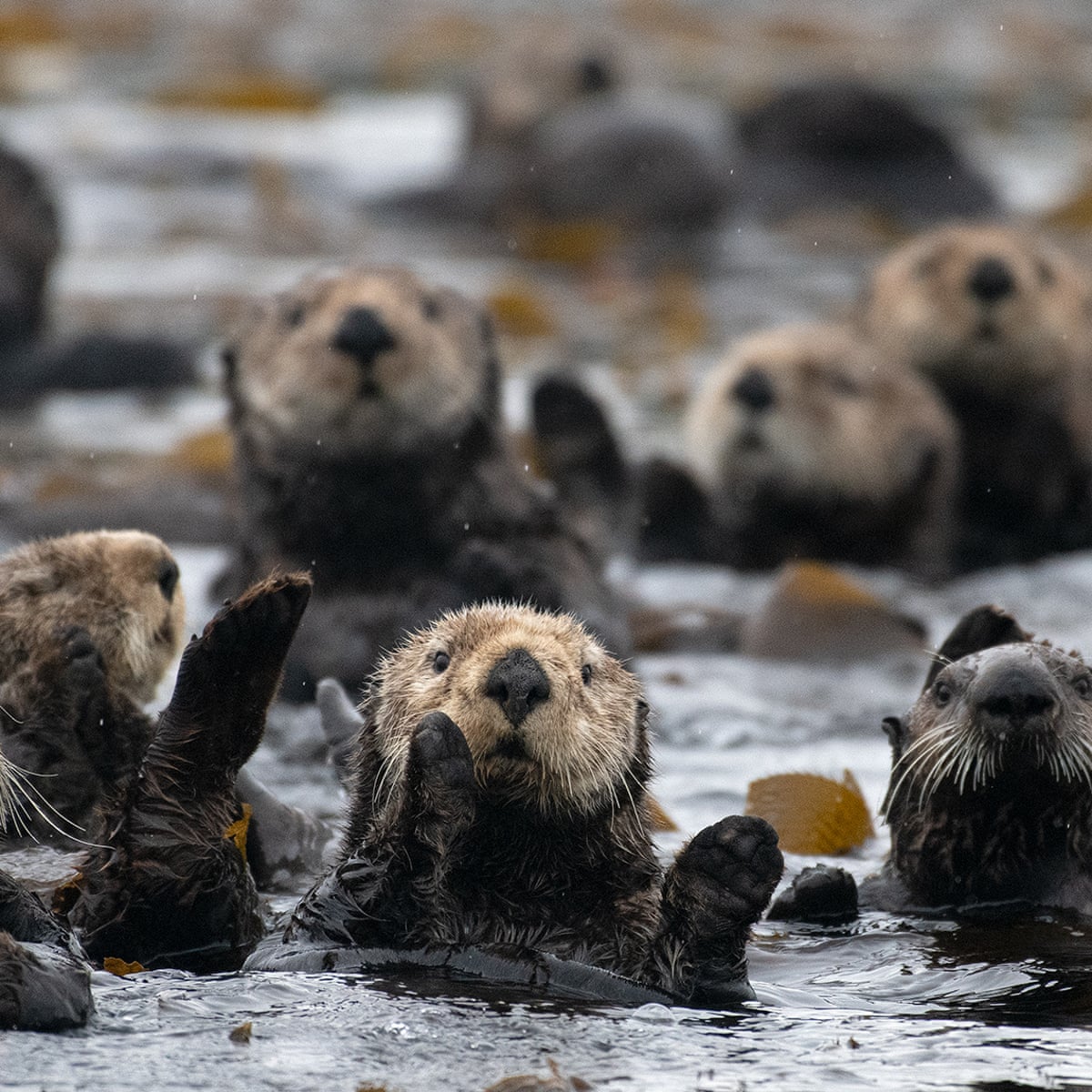 Furry engineers: sea otters in California's estuaries surprise scientists |  Global development | The Guardian