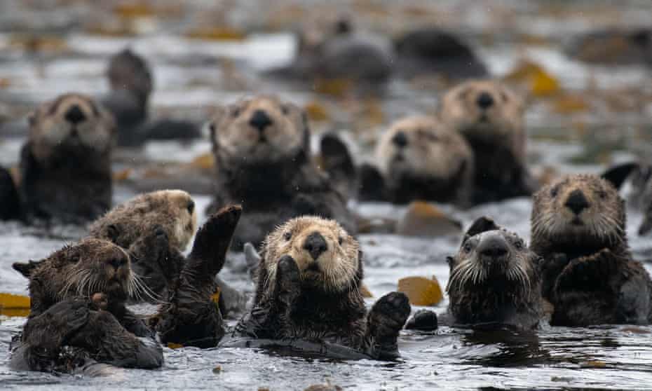 Sea otters eat 25% of their body weight each day to maintain their body heat.