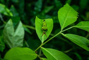 A lime butterfly caterpillar eats leaves to prepare itself before the pupal stage in a forest in Tehatta, West Bengal, India