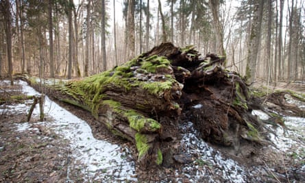 Small-leaved lime that died and fell recently in Poland’s Białowieża Forest